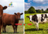 Difference Between Heifer and Cow
