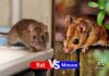 Difference Between Rat and Mouse