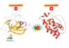 Difference Between Interleukin 1 and 2