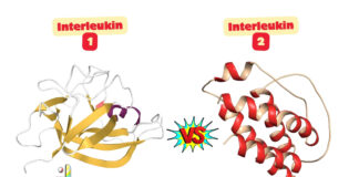 Difference Between Interleukin 1 and 2