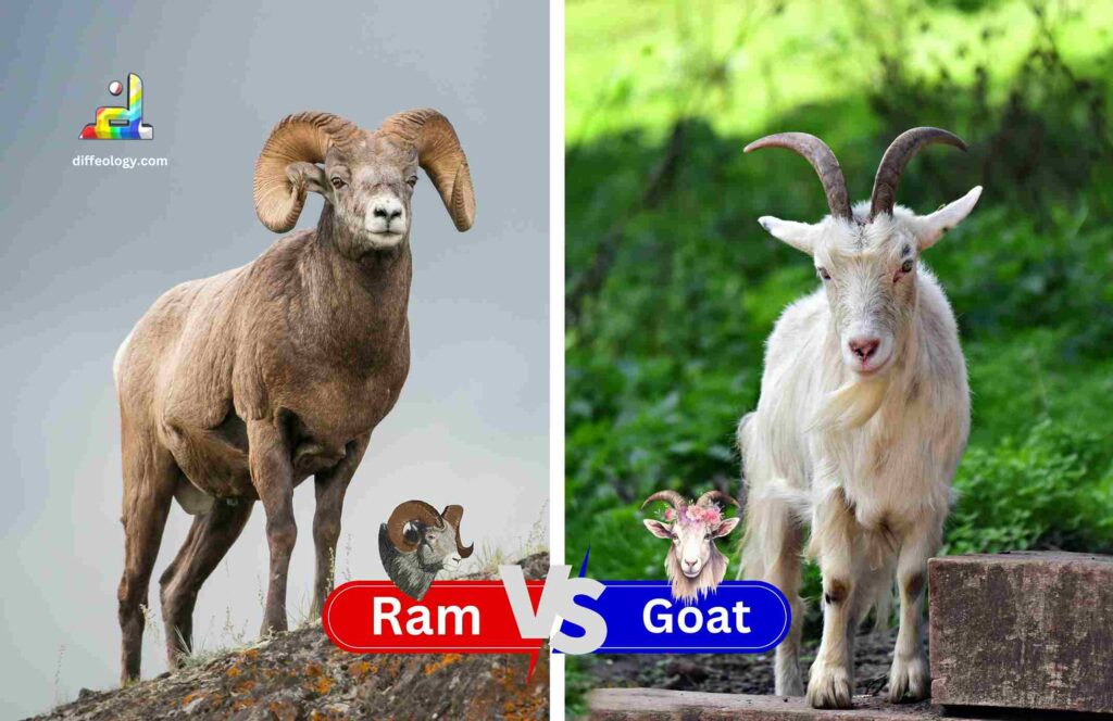 Difference Between Ram And Goat | Diffeology