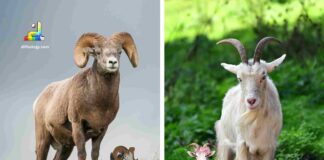 Difference Between Ram and Goat