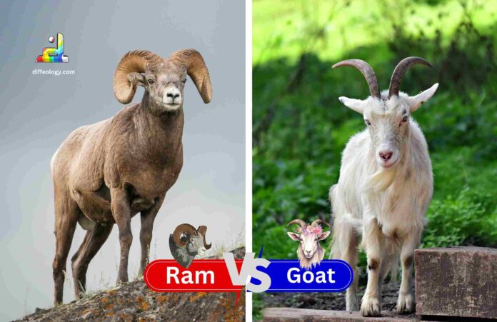 Difference Between Ram and Goat