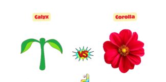 Difference Between Calyx and Corolla