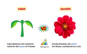 Difference Between Calyx and Corolla