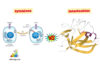 Difference Between Cytokines and Interleukins