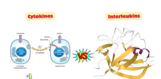 Difference Between Cytokines and Interleukins