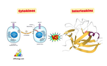 Difference Between Cytokines and Interleukins