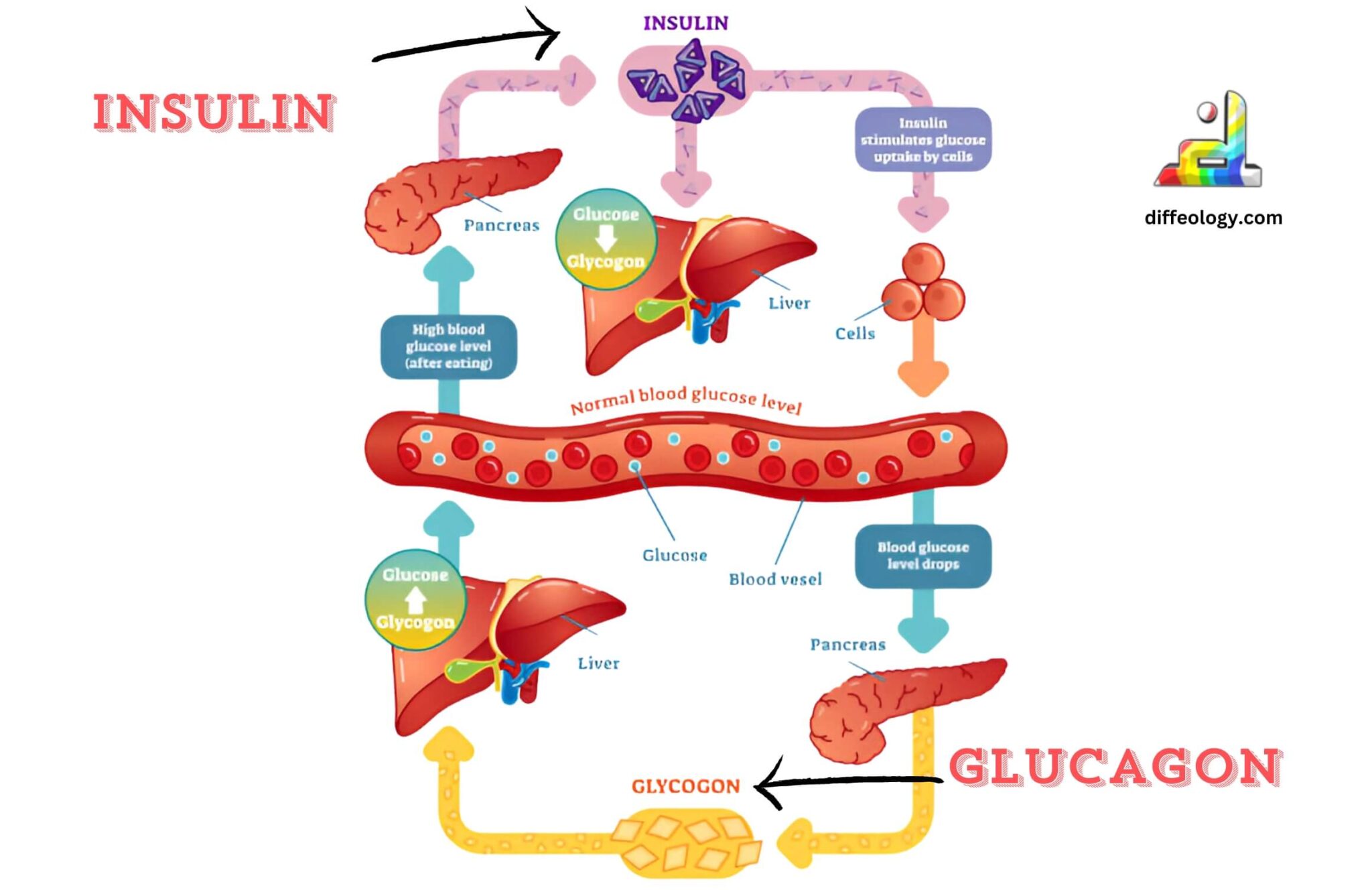 Difference Between Insulin And Glucagon | Diffeology