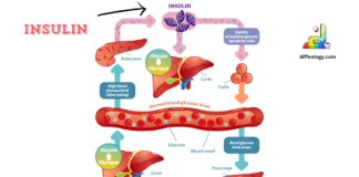 Difference Between Insulin and Glucagon