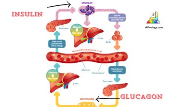 Difference Between Insulin and Glucagon