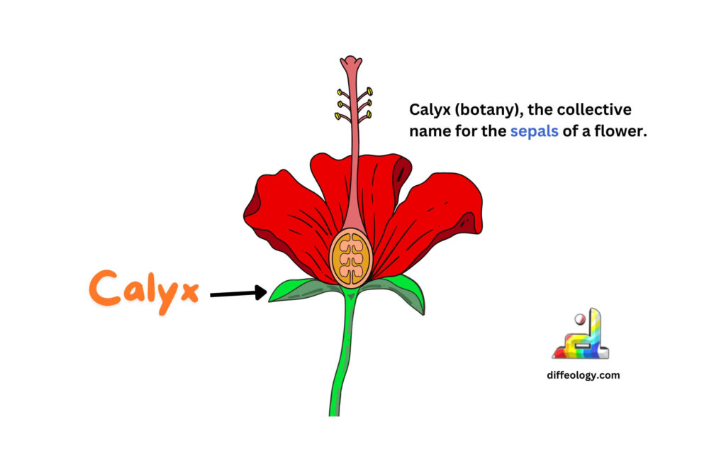 Difference Between Calyx And Corolla Diffeology
