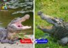 Difference Between Alligators and Crocodiles