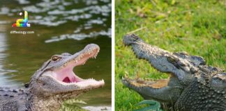 Difference Between Alligators and Crocodiles