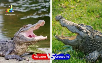 Difference Between Alligators and Crocodiles