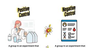 Difference Between Positive and Negative Control