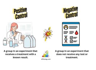 Difference Between Positive and Negative Control