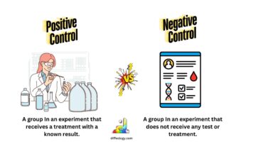 Difference Between Positive and Negative Control