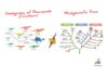 Difference Between Cladogram and Phylogenetic Tree