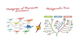 Difference Between Cladogram and Phylogenetic Tree