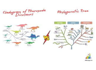 Difference Between Cladogram and Phylogenetic Tree