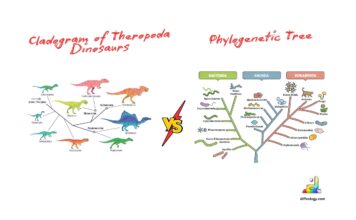 Difference Between Cladogram and Phylogenetic Tree