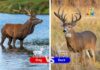 Difference Between Stag and Buck