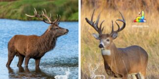 Difference Between Stag and Buck