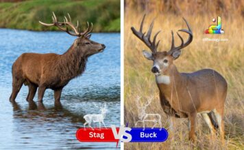 Difference Between Stag and Buck