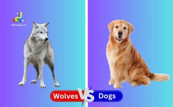 Difference Between Wolves and Dogs