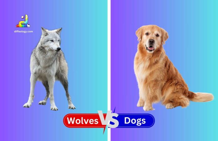 Difference Between Wolves and Dogs