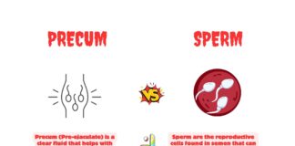 Difference Between Precum and Sperm