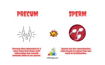 Difference Between Precum and Sperm