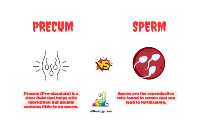 Difference Between Precum and Sperm