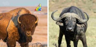 Difference Between Bison and Buffalo