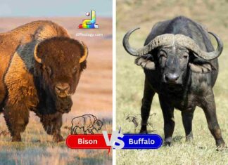 Difference Between Bison and Buffalo