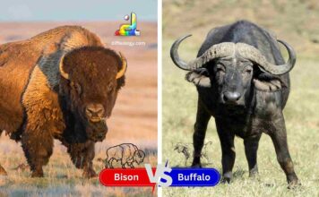 Difference Between Bison and Buffalo