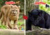 Difference Between Cougar and Panther