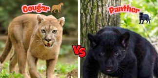 Difference Between Cougar and Panther