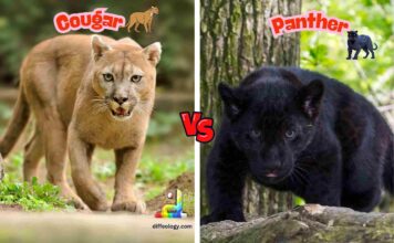 Difference Between Cougar and Panther
