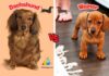 Difference Between Dachshund and Weiner Dog
