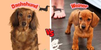 Difference Between Dachshund and Weiner Dog
