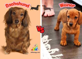 Difference Between Dachshund and Weiner Dog