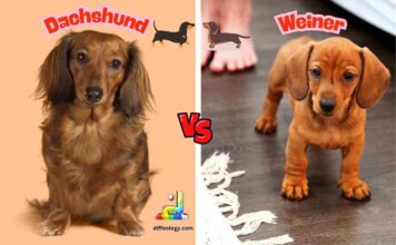 Difference Between Dachshund and Weiner Dog