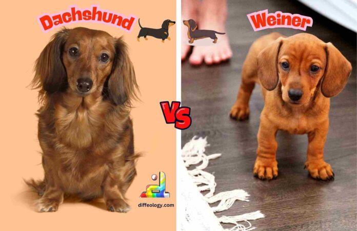 Difference Between Dachshund and Weiner Dog