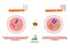 Difference Between Haploid and Diploid