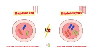 Difference Between Haploid and Diploid