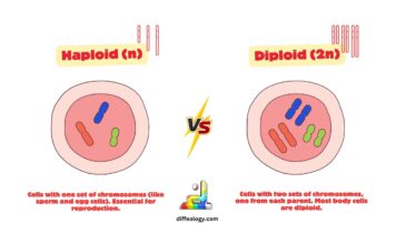 Difference Between Haploid and Diploid