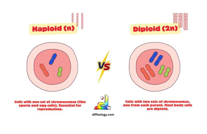 Difference Between Haploid and Diploid