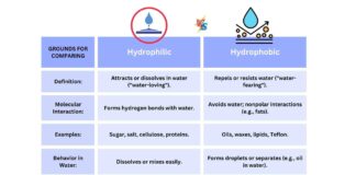 Difference Between Hydrophilic and Hydrophobic